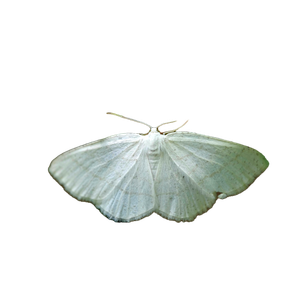 A Delicate White Moth Perched On A Green Leaf In A Natural Setting. Ideal For Nature And Wildlife Themes. 18978 - Cat PNG image with transparent background